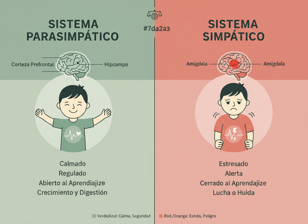 Infografía comparativa del sistema nervioso simpático y parasimpático en niños: calmado y abierto al aprendizaje vs estresado y cerrado al aprendizaje